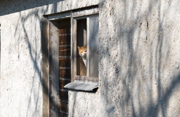 Katt tittar ut genom fönster