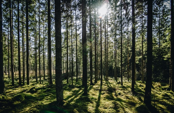 Vy över skog, solen syns mellan trädtopparna