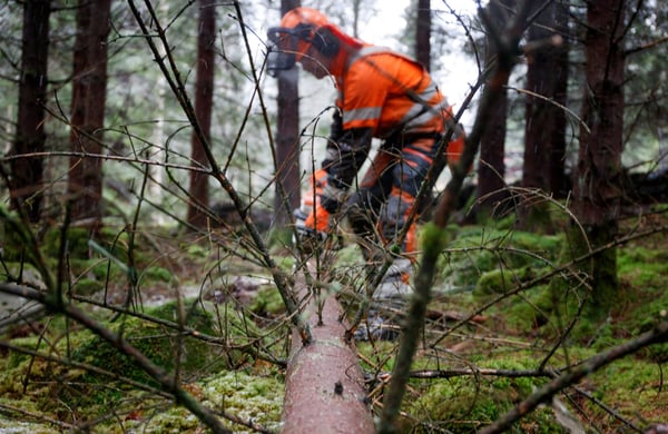En skogsarbetare sågar i ett nedfällt träd