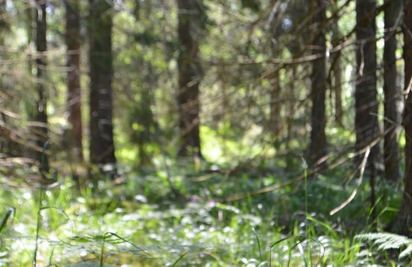 Närbild på barrskog i sol