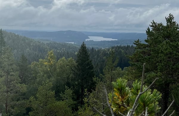 Trädtoppar i kuperad skog