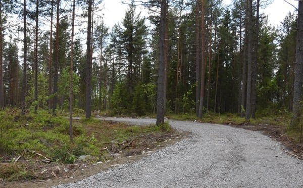 Bilväg genom skog