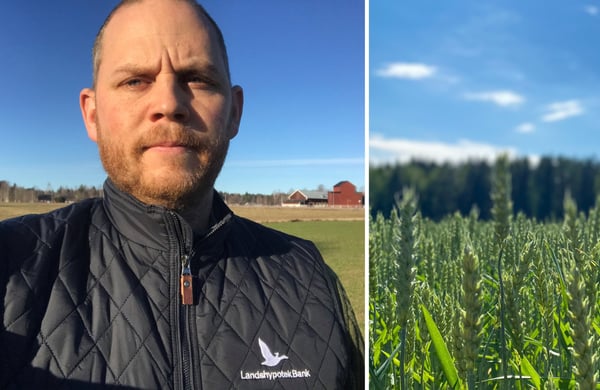 Tvådelad bild med porträtt av Aron Westlin till vänster och närbild på ett vetefält till höger.