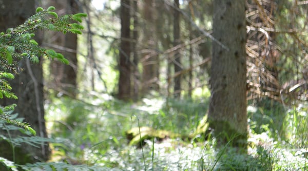 Barrskog