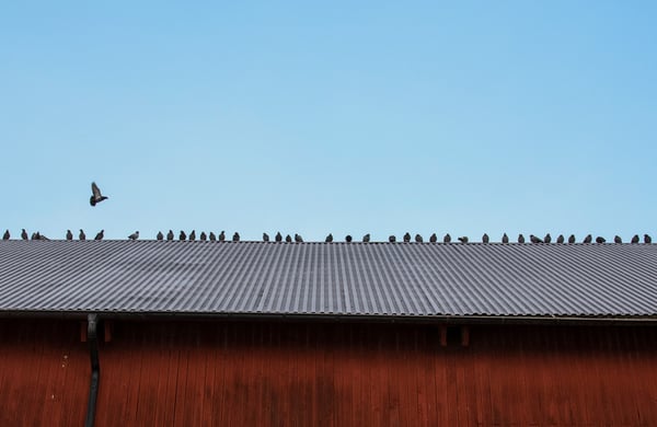 Ladugårdstak med fåglar, blå himmel i bakgrunden