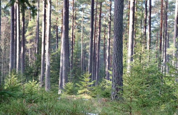 Blandning av äldre och yngre barrträd i skog
