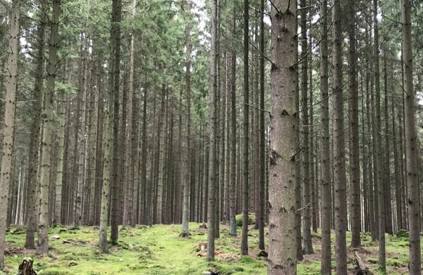 Storskog