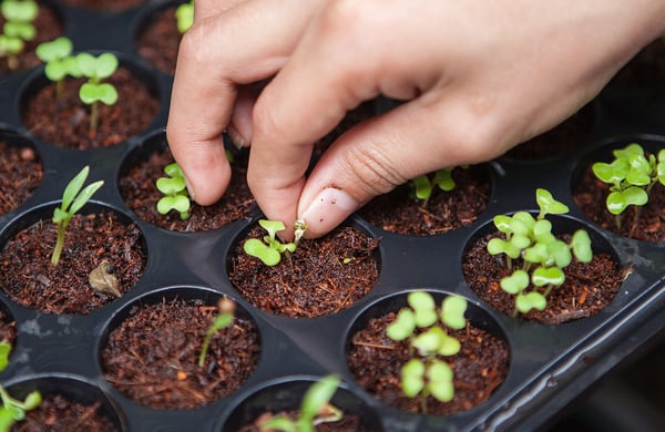 Hand som rör vid nysådda växter i plantbrätte