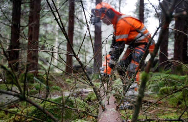 Man i orangea kläder sågar i fällt träd i skogen
