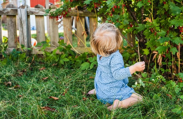 Barn i blå klänning sitter vänd mot buske i trädgård och äter vinbär