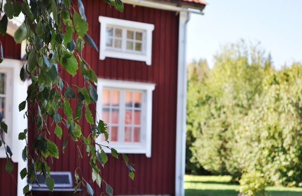Gröna björklöv framför röd villa