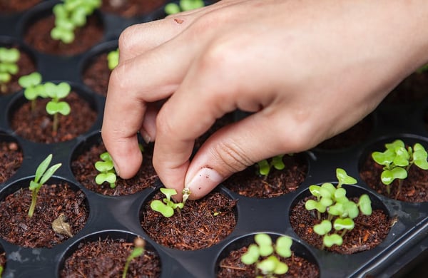 Hand gräver i jorden intill små nyutslagna plantor.