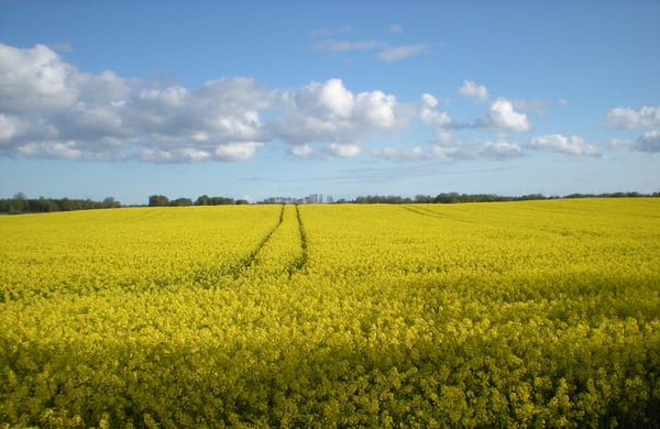 Vy över rapsfält och blå himmel