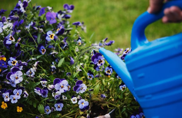 Blå vattenkanna vattnar blommor utomhus