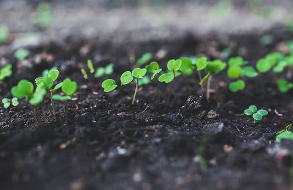 Ruccola som växer