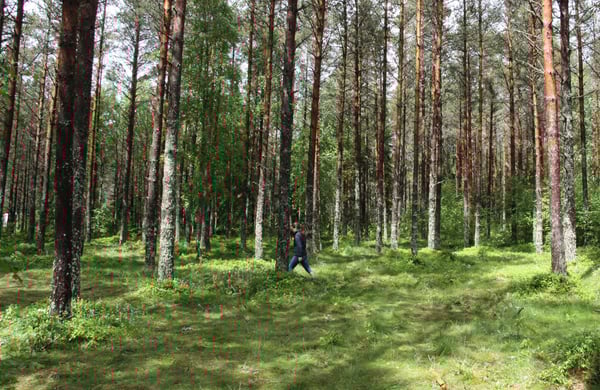 Person promenerar i grön skog