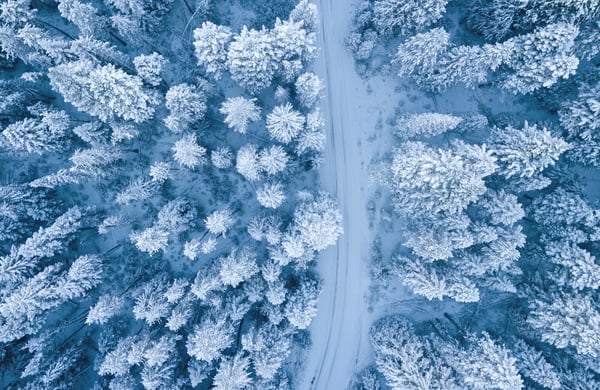 Snöklädd skog
