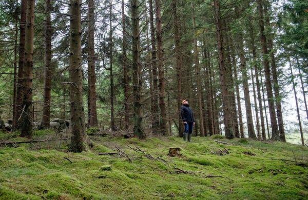 Barrskog