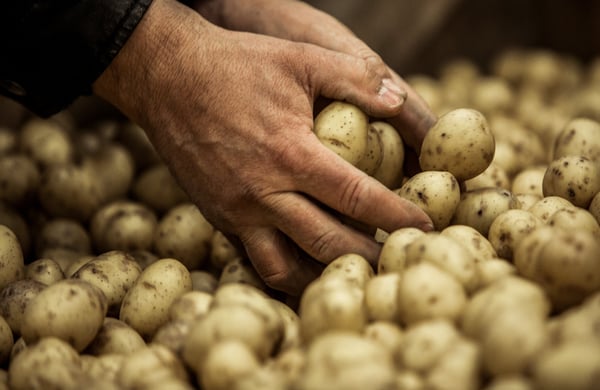 Händer som plockar upp potatis ur ett hav av skördad potatis