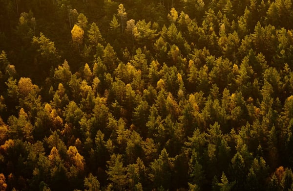 Flygbild över skog