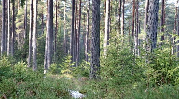 Äldre och yngre barrträd i skog