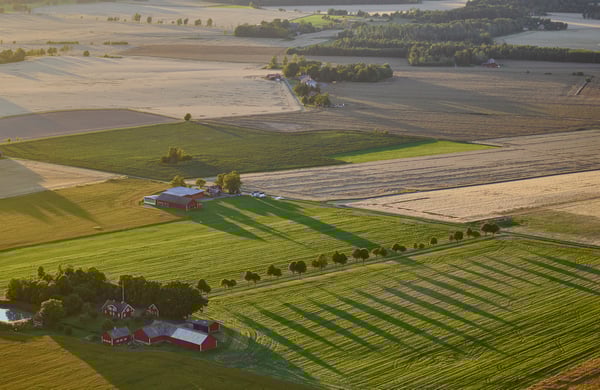 Green fields