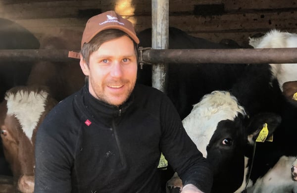 Tomas Engdahl med sina mjölkkor