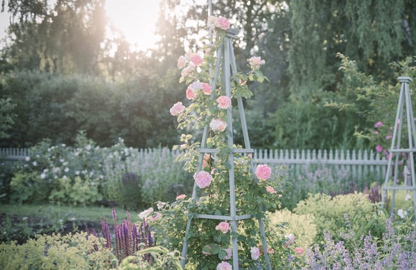Trädgård med blommor i fokus