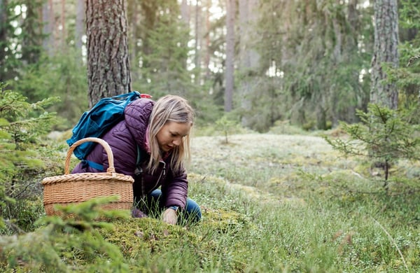 Kvinna plockar svamp i skogen