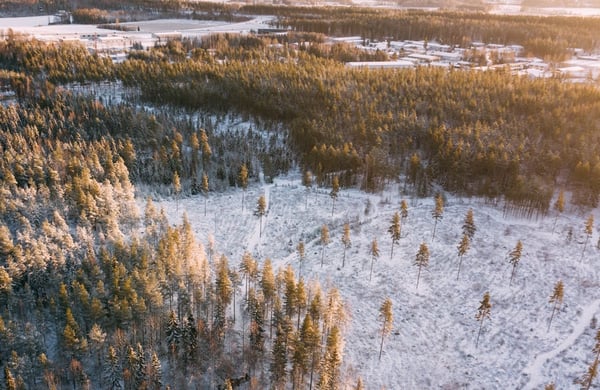 Skog i vinterlandskap