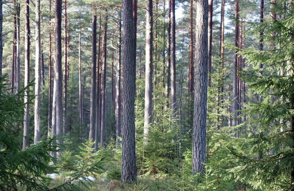Trädstammar i skog