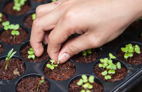 Hand som rör vid nysådda växter i plantbrätte