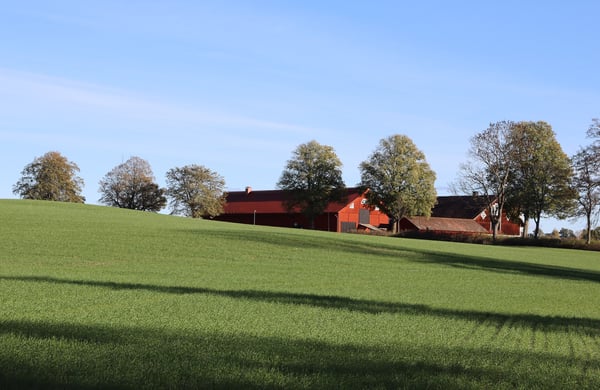 Grön gräsmatta med röd gård och träd
