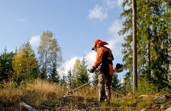 Röjning i skogen