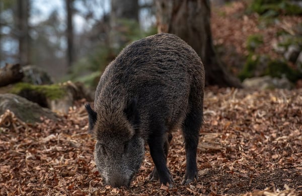 Vildsvin i skogen