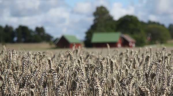 Fält med hus i bakgrunden