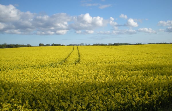 Blommande rapsfalt med ett par traktorspår bort åt, blå himmmel med en del moln