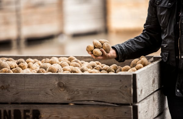 Man som håller potatisar i handen ovanför en packlår med potatis