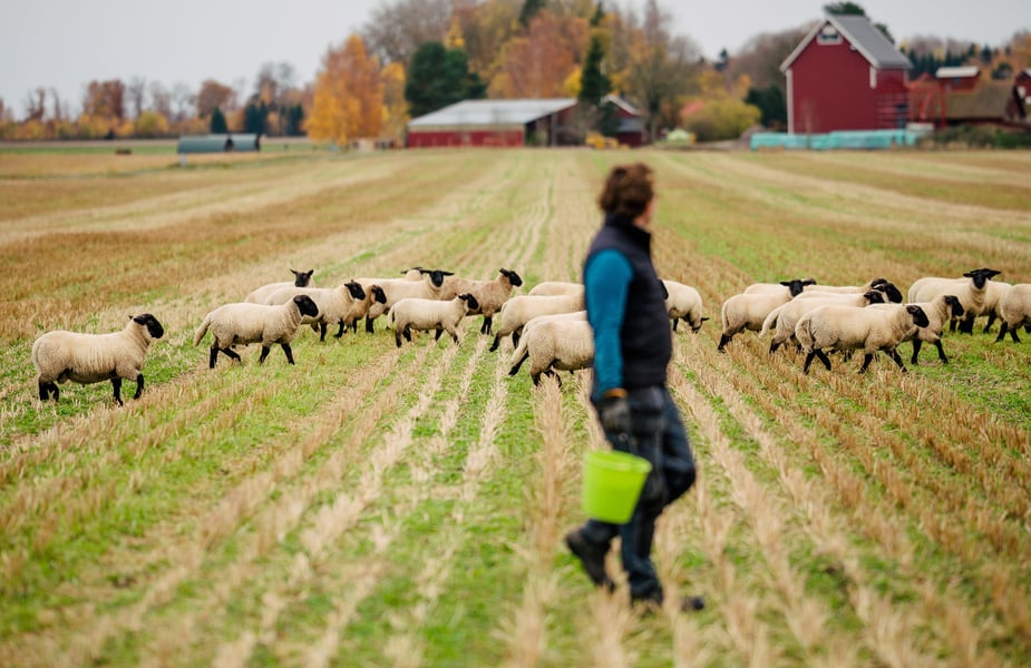 Person med får på ett fält med bondgård i bakgrunden.