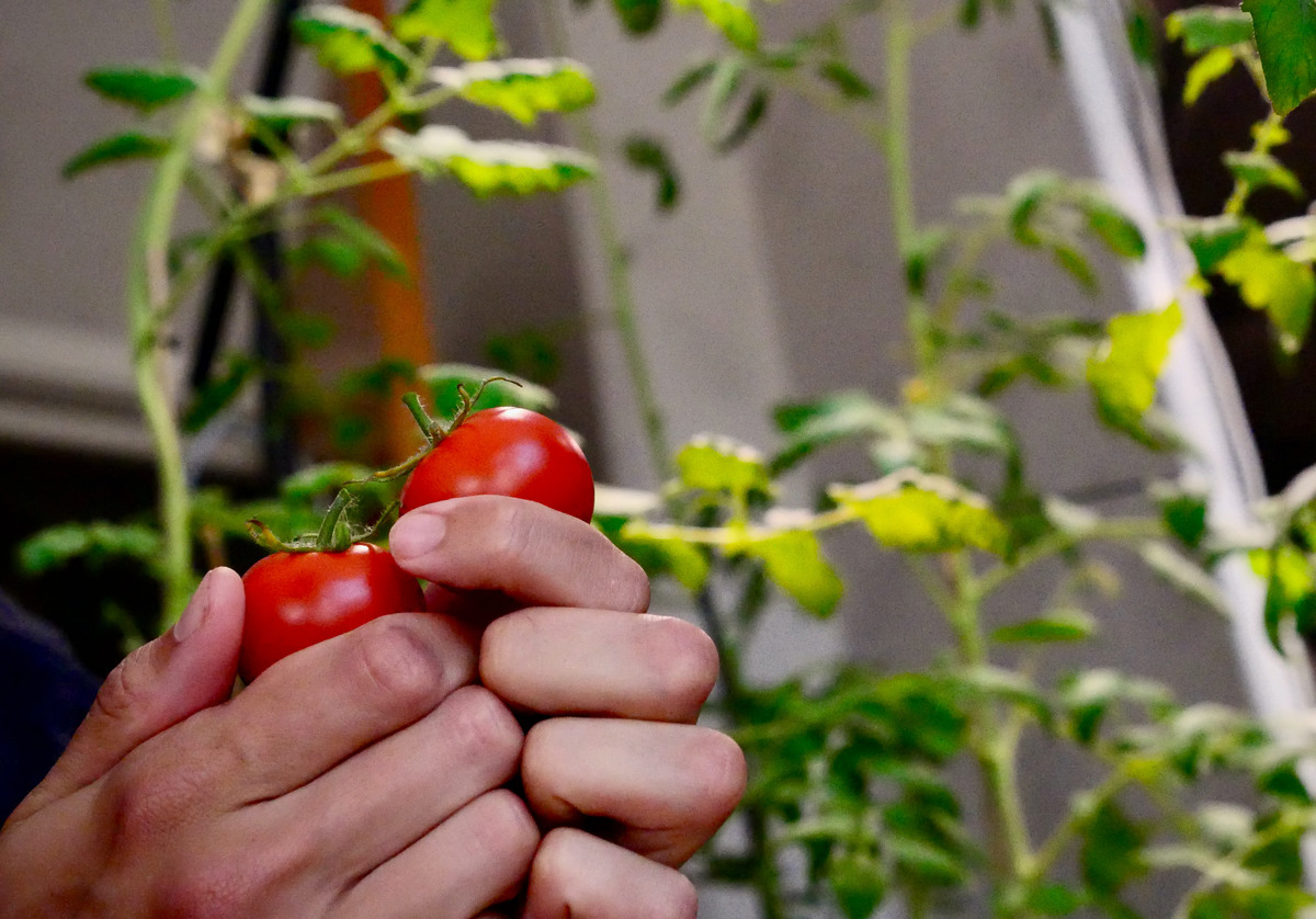 Tomatplanta