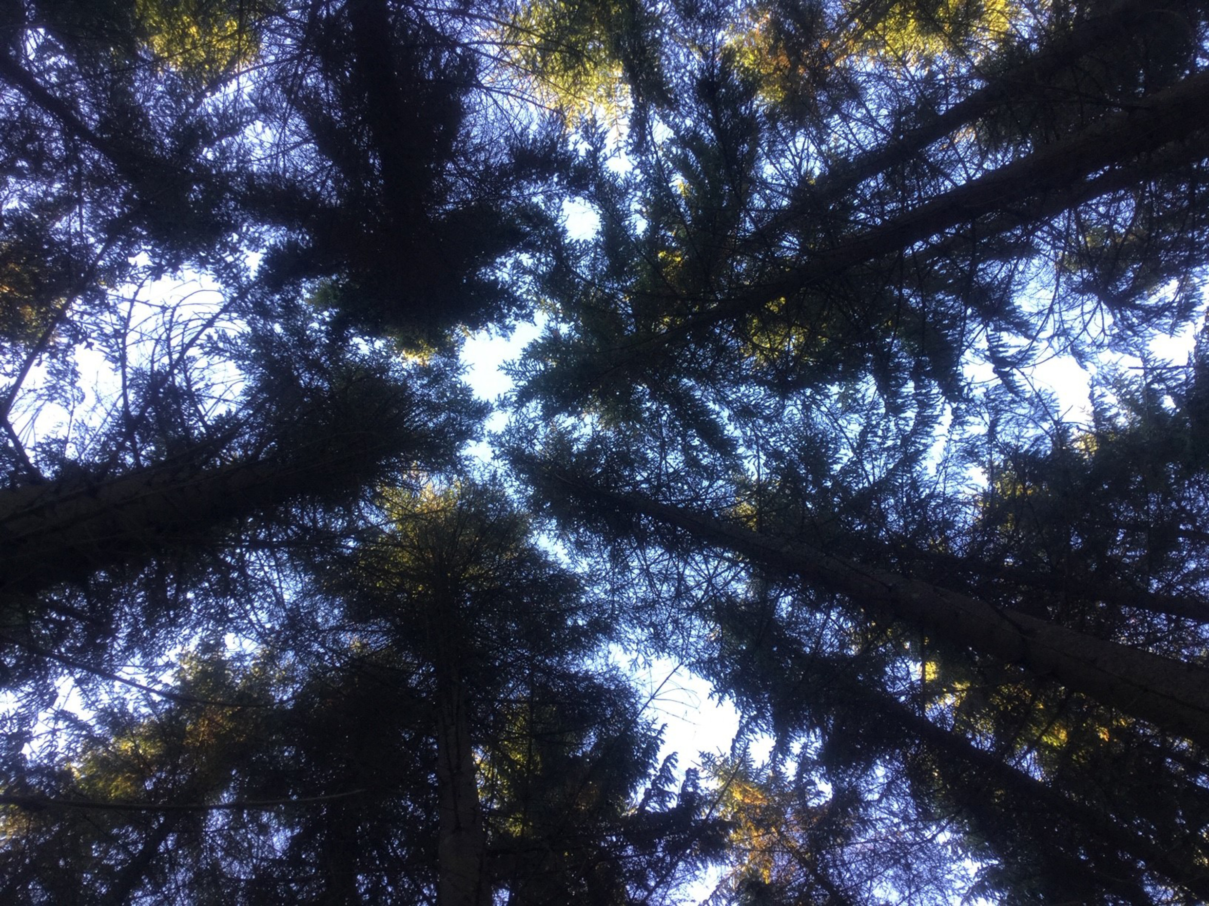 Skog som behöver gallras