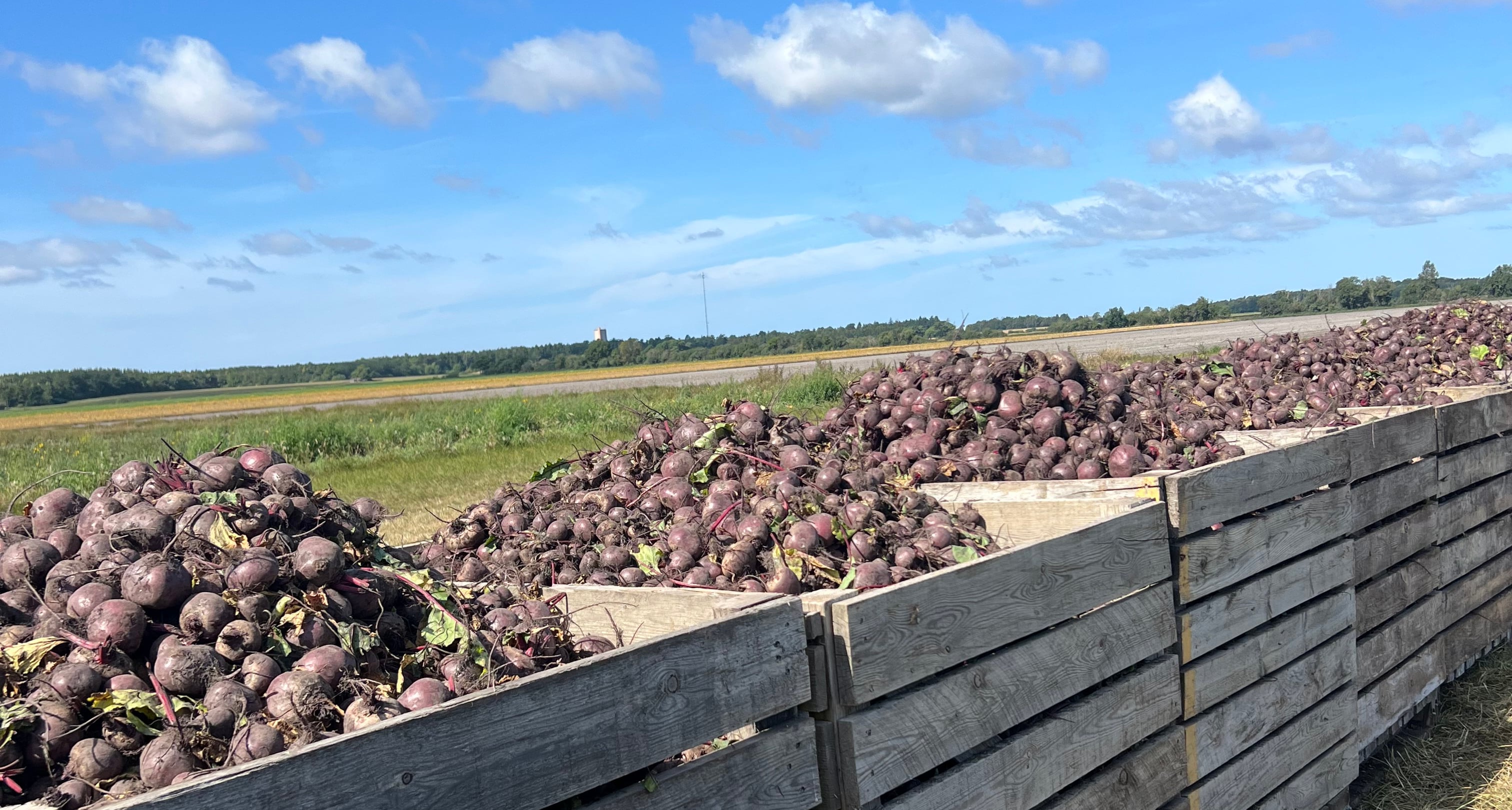 Rödbetsskörd i Hulte på Gotland.