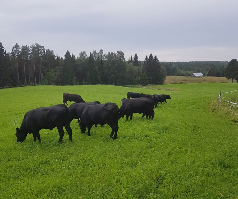 Kor betar på en äng