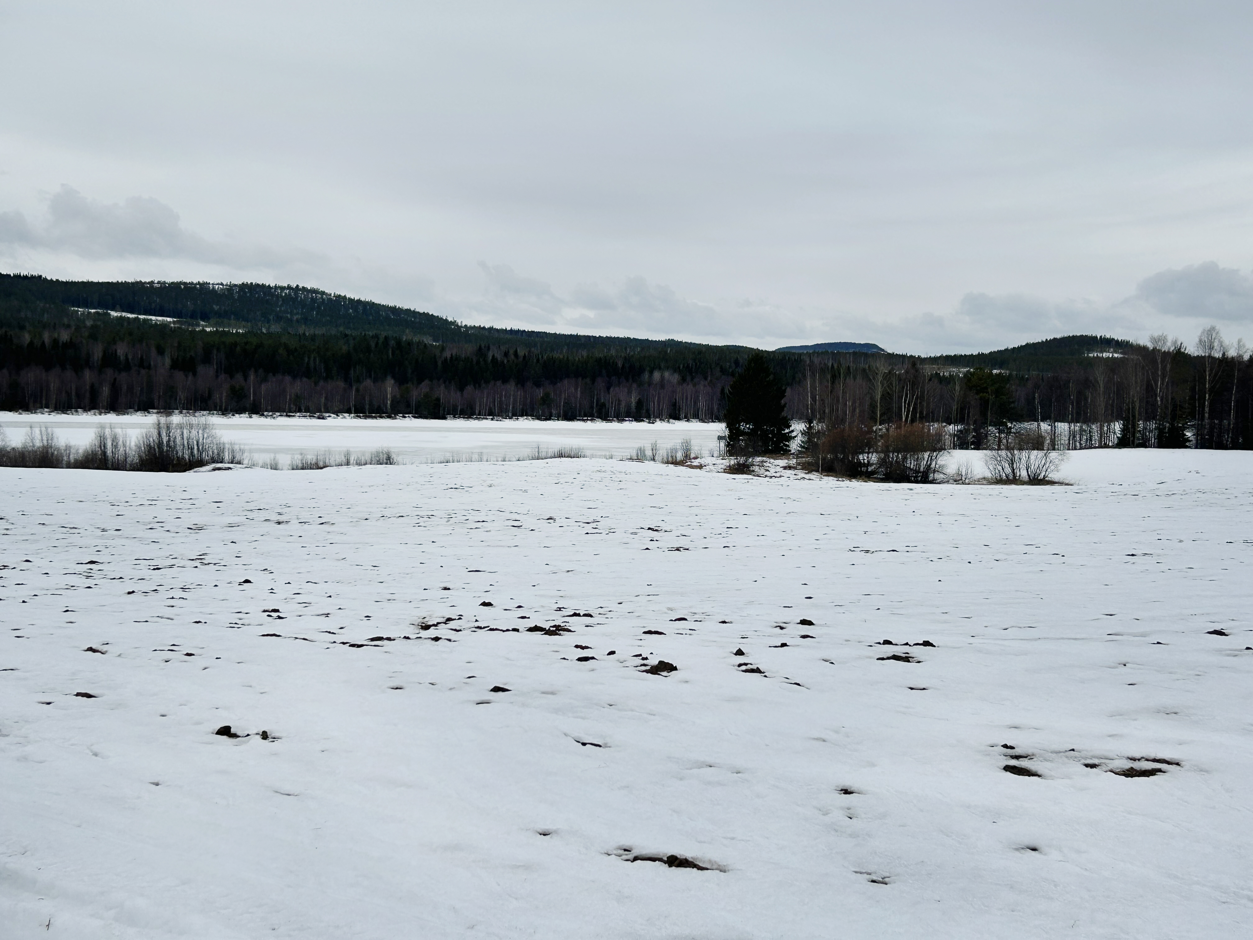 Plogtiltor tittar upp ur snötäcke på åker.