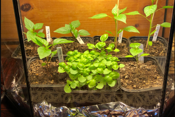 Akvarium